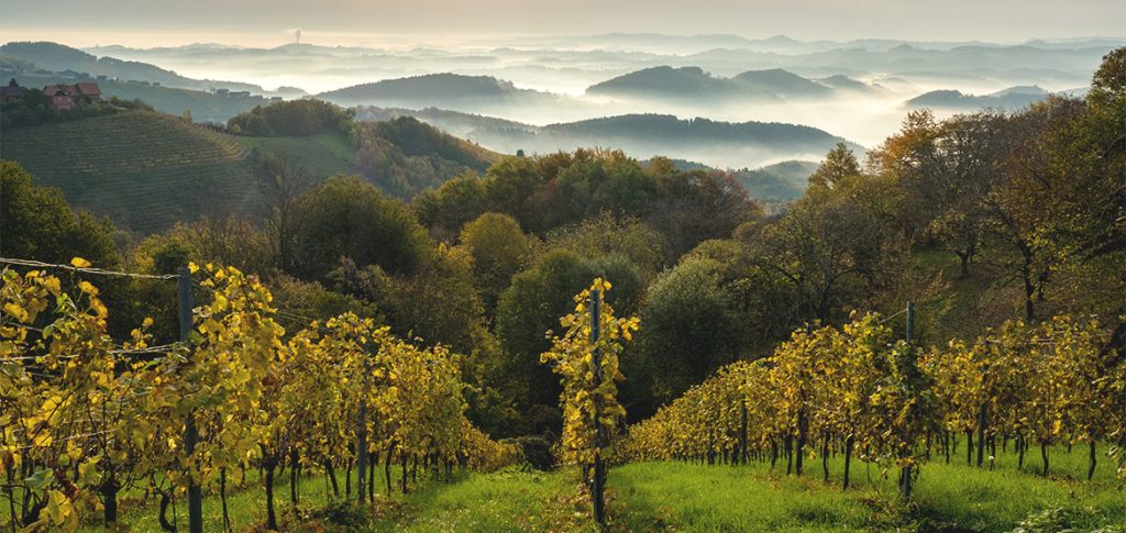 Innenansicht Buschenschank Wutte: warmes Holz, klare Linien, Blick in die Weinberge